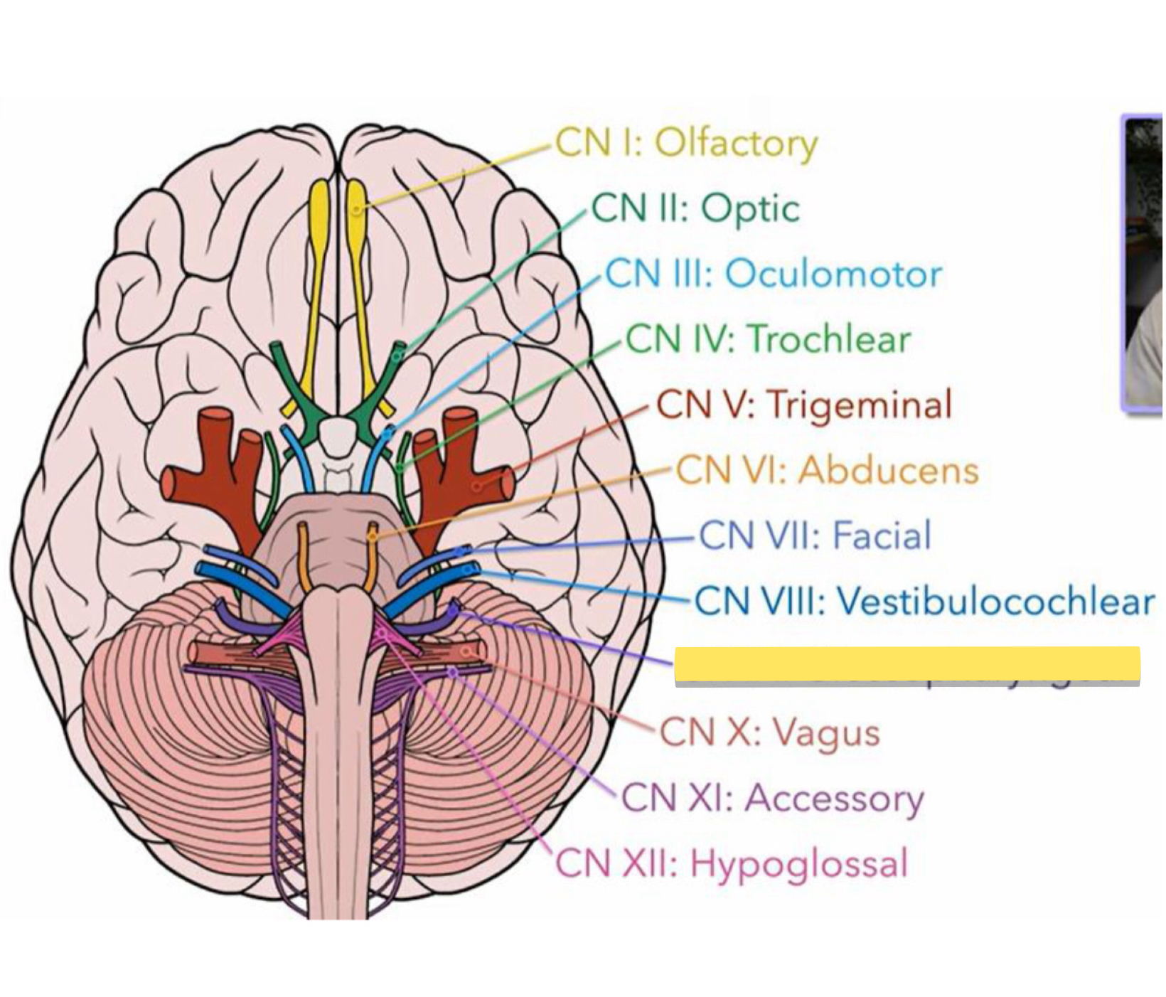 <p>Name this cranial nerve&nbsp;</p>