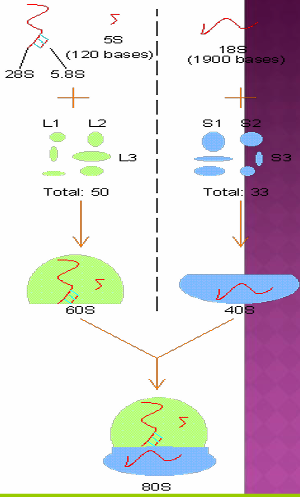 <p>[Prokaryotic/Mammalian]</p><p>The composition of ribosomes</p><p></p>