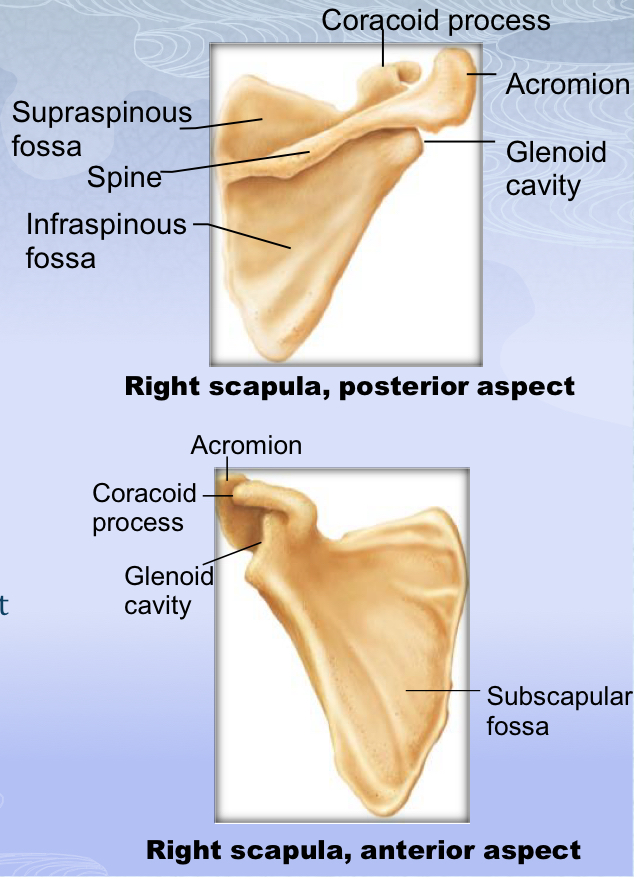 <p>Glenoid Cavity</p>
