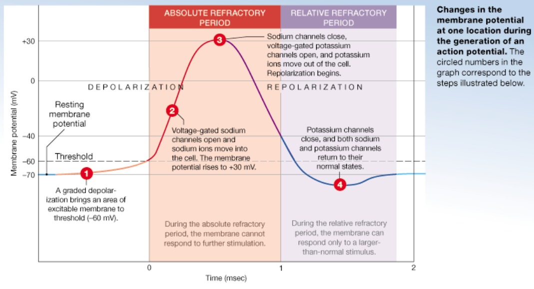 <p>Time from beginning of depolarization into mid-repolarization Coincides with voltage gated sodium channels being activated and inactivated Prevents the neuron from generating another action potential Ensures that each ___ ___ ____ is separate</p>