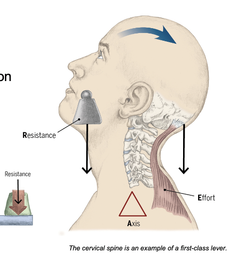 <p>Human neck</p>
