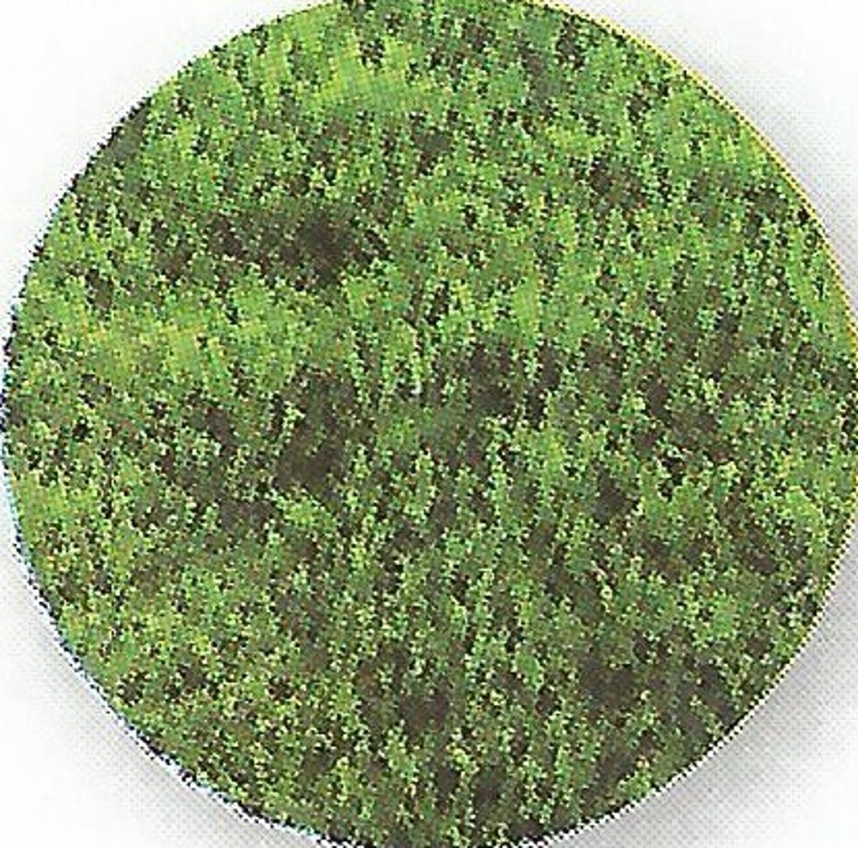 <p>трава</p>