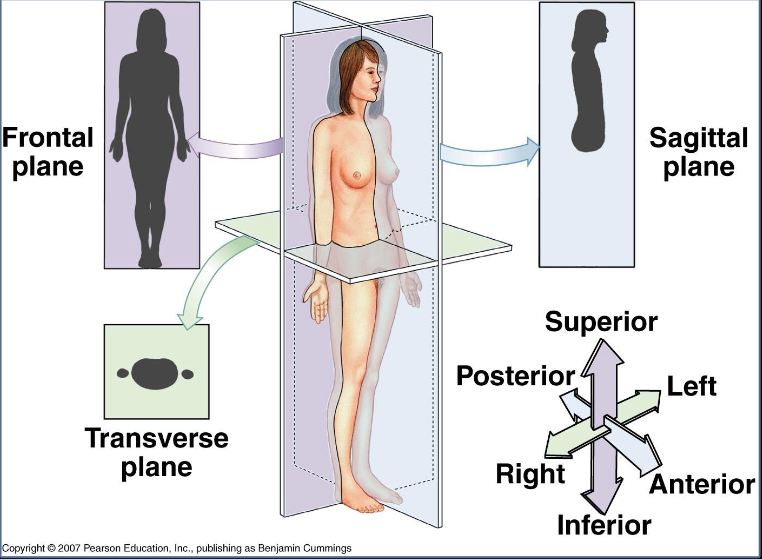 <p>vertical plane that passes through the body longitudinally(vertically). It divides the body into a left section and a right section. </p>