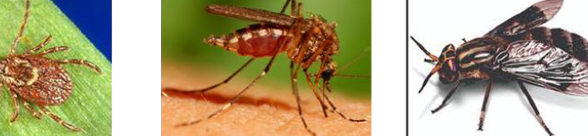 <ul><li><p>Ixodid ticks</p></li><li><p>Mosquitos</p></li><li><p>Deer fly</p></li></ul><p></p>