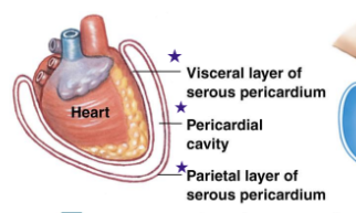 <ol><li><p>Visceral layer of Sereous Pericardium (closest to heart)</p></li><li><p>Pericardial cavity (Cavity around heart between Visceral and Parietal layer)</p></li><li><p>Parietal layer of Sereous pericardium (outside layer)</p></li></ol><p></p>