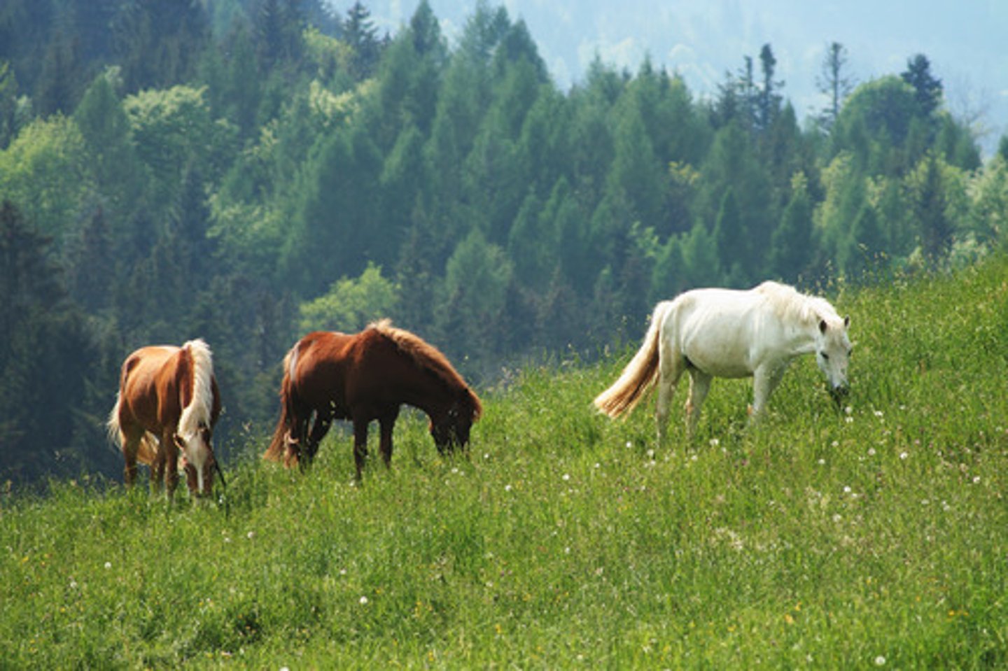 <p>Eating the whole plant (above ground parts), the eating of plants by livestock which are out to pasture</p>
