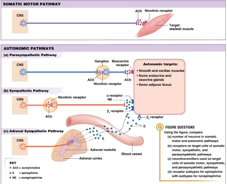 <p>postganglionic autonomic (both symp and parasymp)</p>