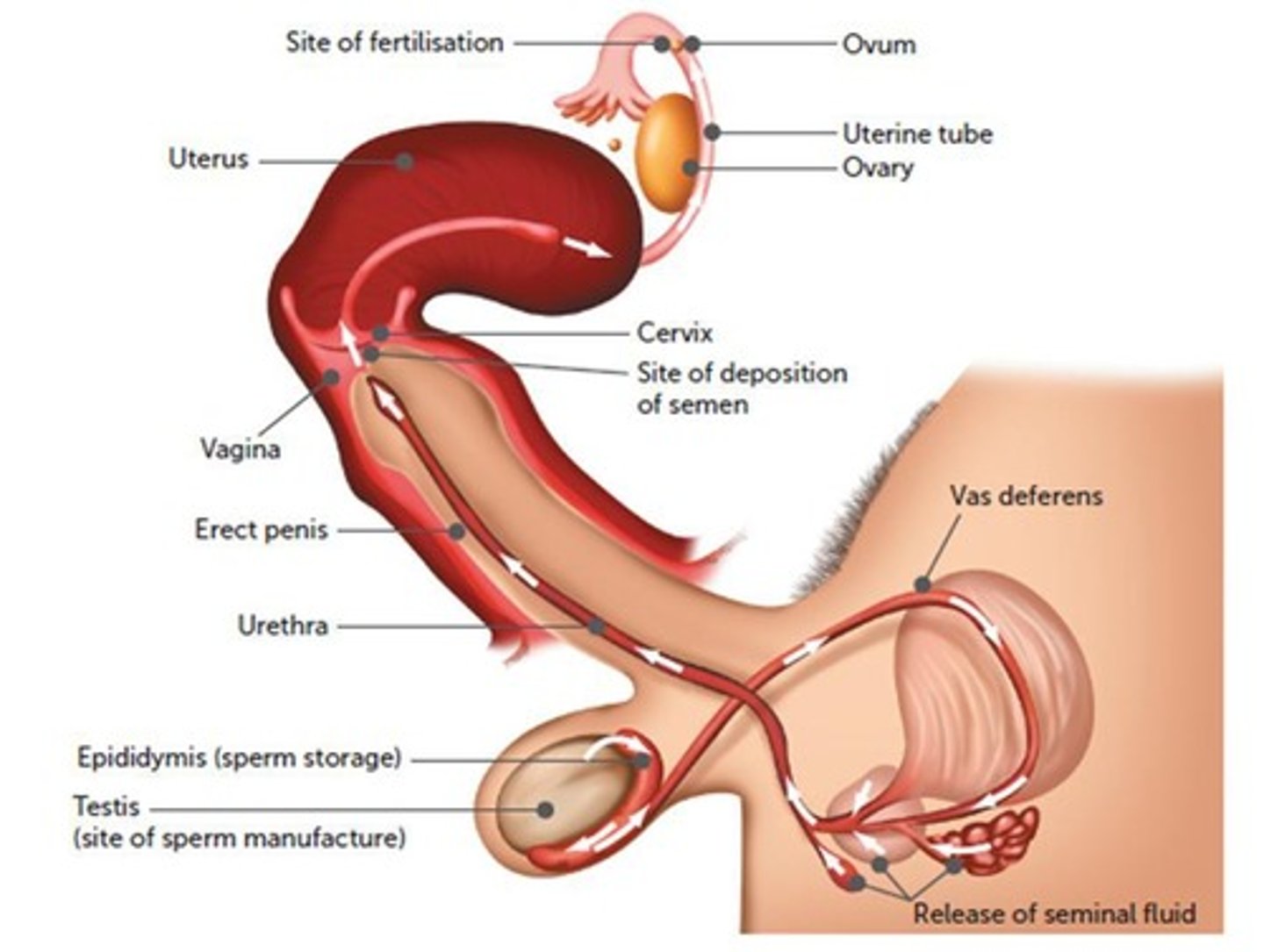 <p>Insemination.</p>
