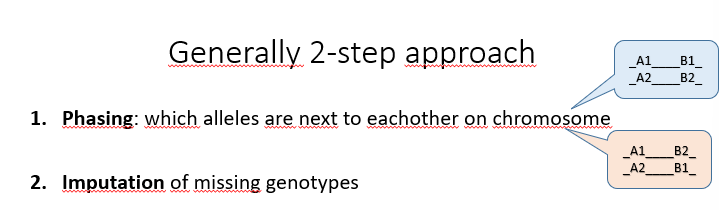 <ol><li><p>phasing: which alleles are next to eachother on chromosome</p></li><li><p>imputation of missing genotypes</p></li></ol><p>often: prephased/imputed reference population (used for training)</p><p>one-step simultaneous phasing and imputatoin is more accurate, but computationally more costly (speed is important especially with WGS (whole genome sequence) data)</p><p></p>
