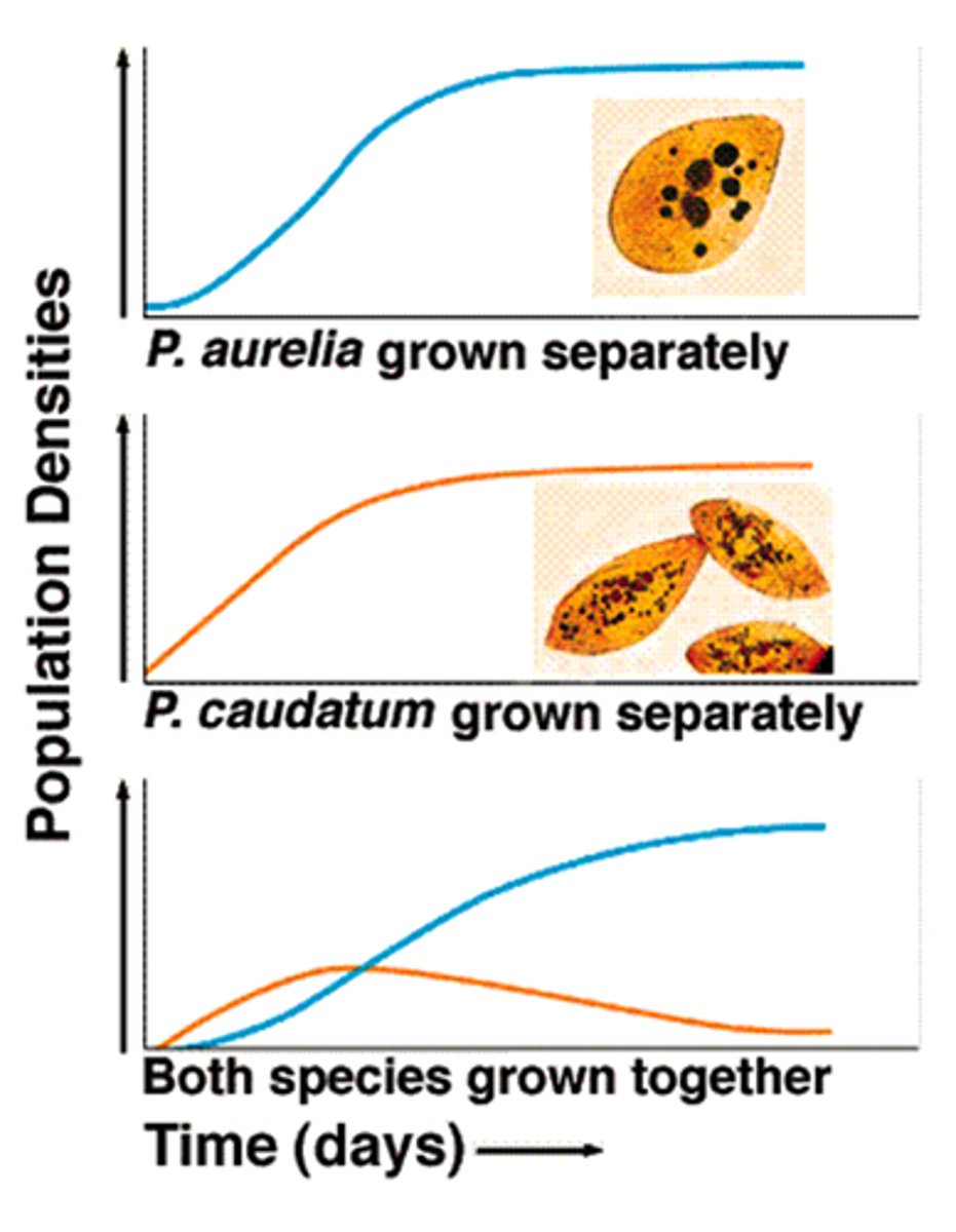 <p>- when there is more than one species in need of the same resource --&gt; competition</p><p>- principle states that: if two species with identical niches compete, then one will inevitably drive the other to extinction</p><p>- two species cannot occupy the same niche for a long period of time, one will be outcompeted</p>