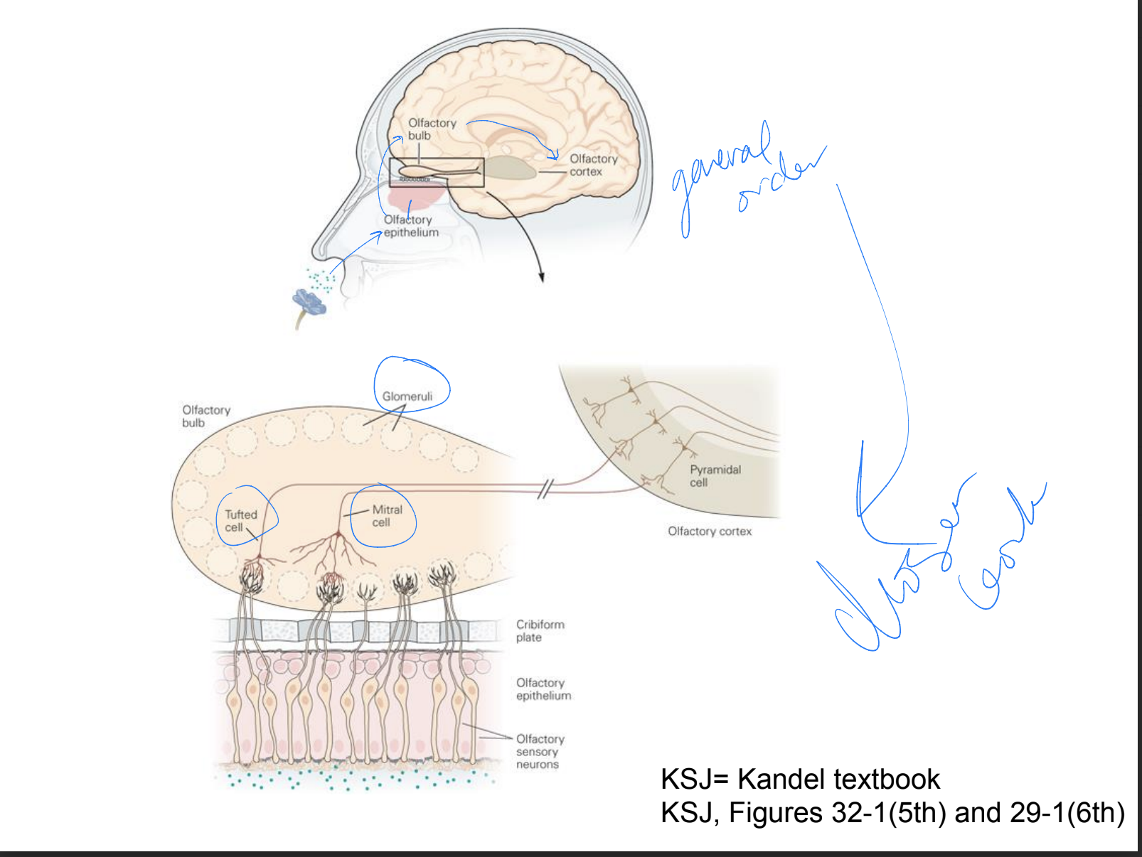 * odorant → **olfactory epithelium** → __olfactory bulb__ → *olfactory cortex*
* **olfactory sensory neurons** → criboform plate → __glomeruli with tufted cells and mitral cells__ → *pyramidal cells*
* molecular signaling used to generate neural activity in olfactory epithelium is involved in synapse formation → molecules involved in axon separation → involved in determining the projection positions → and zone to zone circuit wiring of olfactory sys