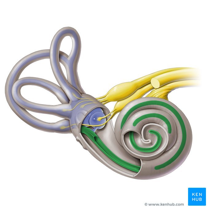<p>Contain organ of Corti</p><p>a fluid-filled tube located within the bony cochlea of the inner ear. It plays a crucial role in hearing by converting mechanical sound vibrations into electrical signals that the brain can interpret. </p>