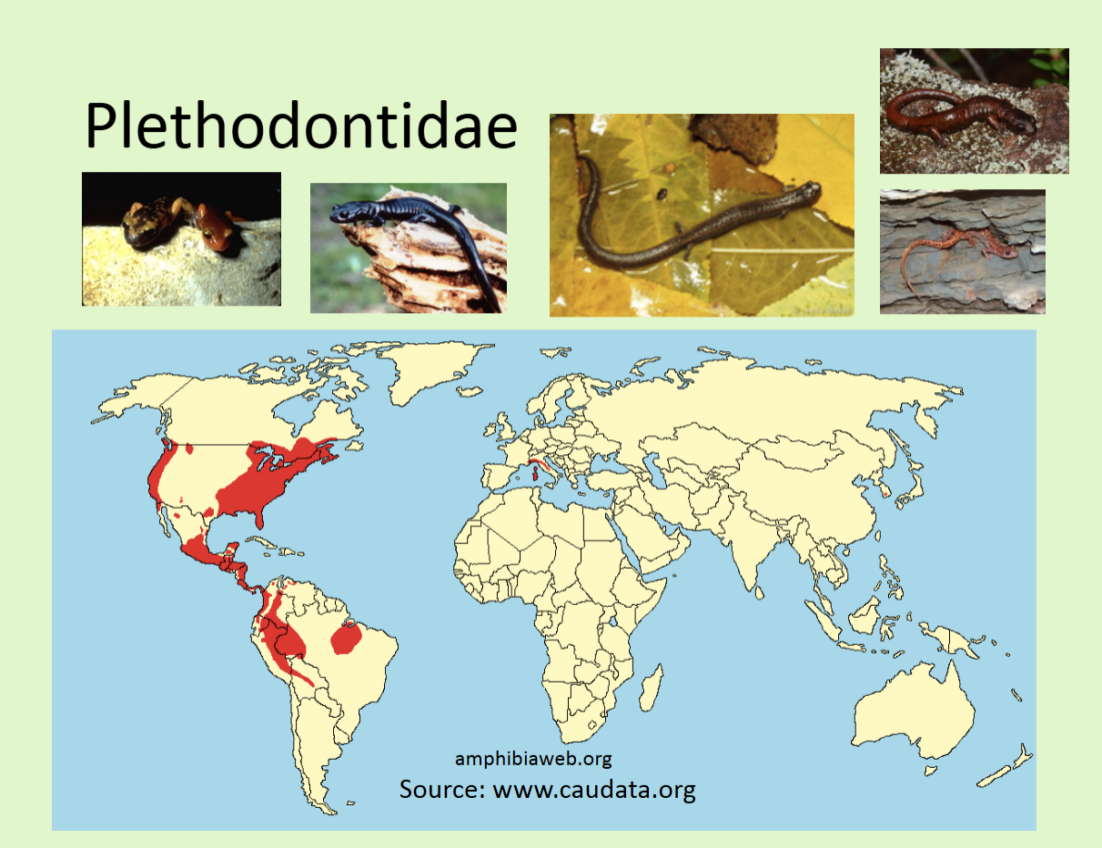 <ul><li><p>h<span>ighly diverse, some are worm-like, some are arboreal, some are aquatic cave dwellers.</span></p></li><li><p><span>All lack lungs, all have nasolabial groove, and many have direct development</span></p></li><li><p><span>variety of nasolabial groove sizes</span></p></li></ul><p></p>