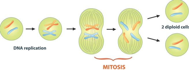 <p>The process of cell division where two new identical diploid &quot;daughter&quot; cells are formed from diploid &quot;mother&quot; cell.</p>