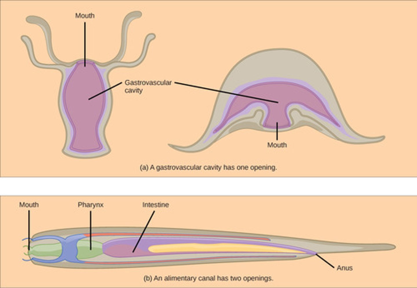 <p>gastrovascular cavity</p>