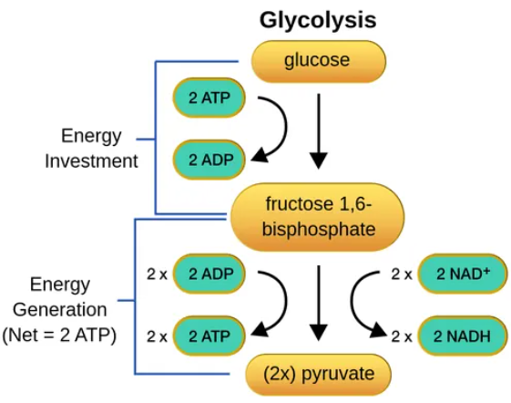 <p>starting point of cellular respiration</p><p>occurs in the cytosol</p><p>splits glucose (6C) into 2 pyruvates (3C)</p><p>2 stages:&nbsp;</p><p>energy investment stage- the cell uses ATP to phosphorylate compounds of glucose</p><p>energy payoff stage- energy is produced by substrate level phosphorylation</p><p>starting materials: glucose, ATP, NAD+, ADP + Pi</p><p>end products: pyruvate, 2 ATP, NADH</p><p>2 ATP and 2 NADH are produced per 1 glucose</p><p>ATP and NADH later used in the ETC</p><p>2 pyruvate used in the Citric acid cycle</p>