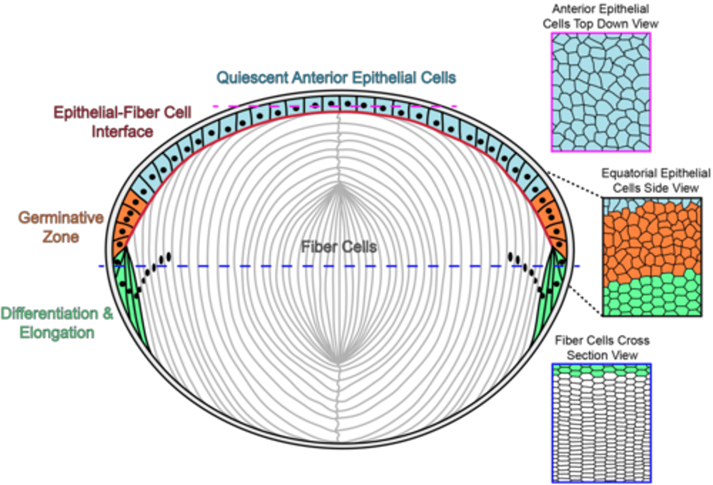 <p>Cuboidal</p>
