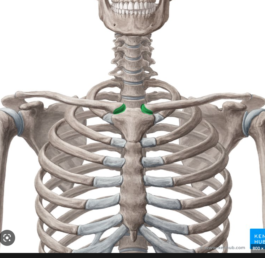 Bones that articulate: sternum, clavicle 

Joint type:synovial joint 

Actions: primary skeletal connection 

\
