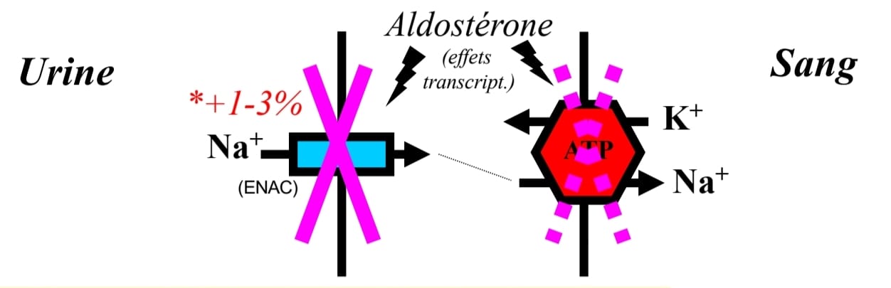 <p>Diurétique du TCD et du tube collecteur = Antagoniste PHARMACOLOGIQUE de l'aldostéronel'aldosté L'EXPRESSION du canal Na+,K+,ATPase ! Hyperkaliémiant!</p>