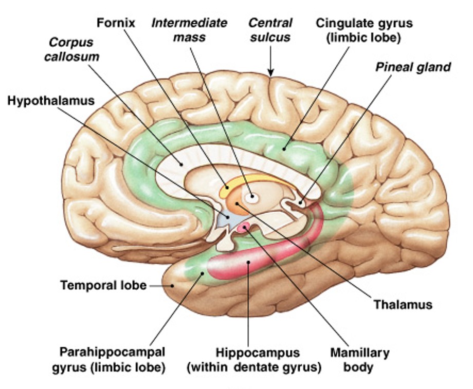 <p>What are these functions of:</p><ul><li><p>Establishes emotional states</p></li><li><p>Links conscious functions of cerebral cortex with autonomic functions of brain stem</p></li><li><p>Facilitates memory storage and retrieval</p></li></ul><p></p>