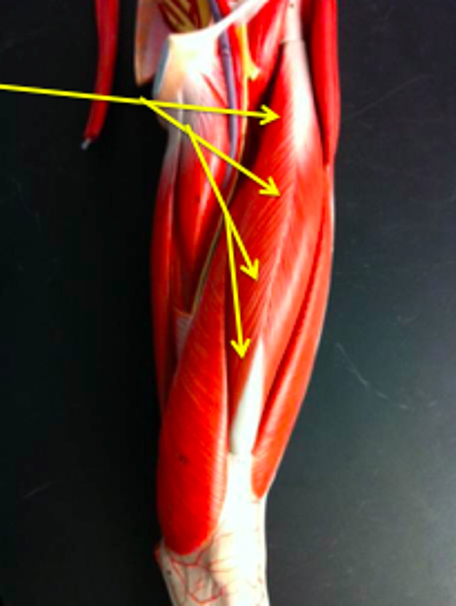 <p>extends leg at knee</p>