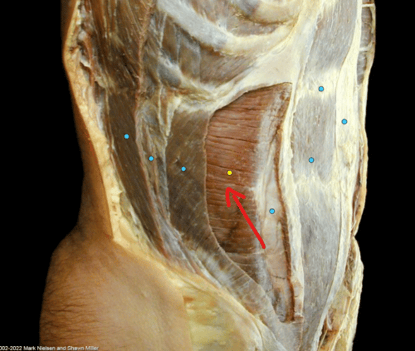 knowt flashcard image