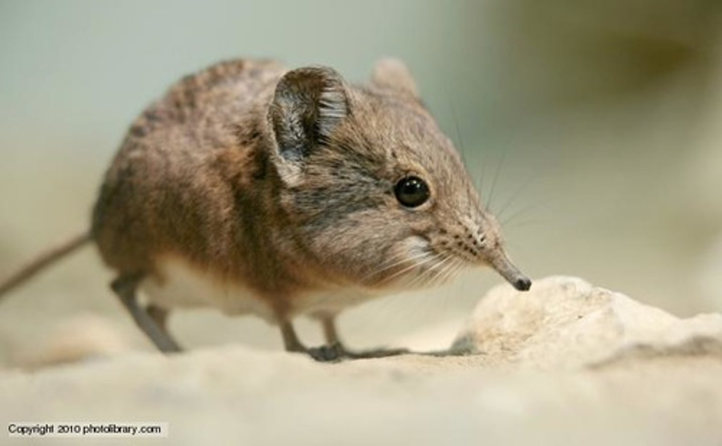 <p>Shrew</p>