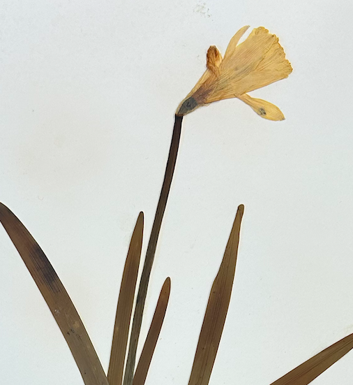 <p>Asparagales</p><p>Amaryllidaceae</p>