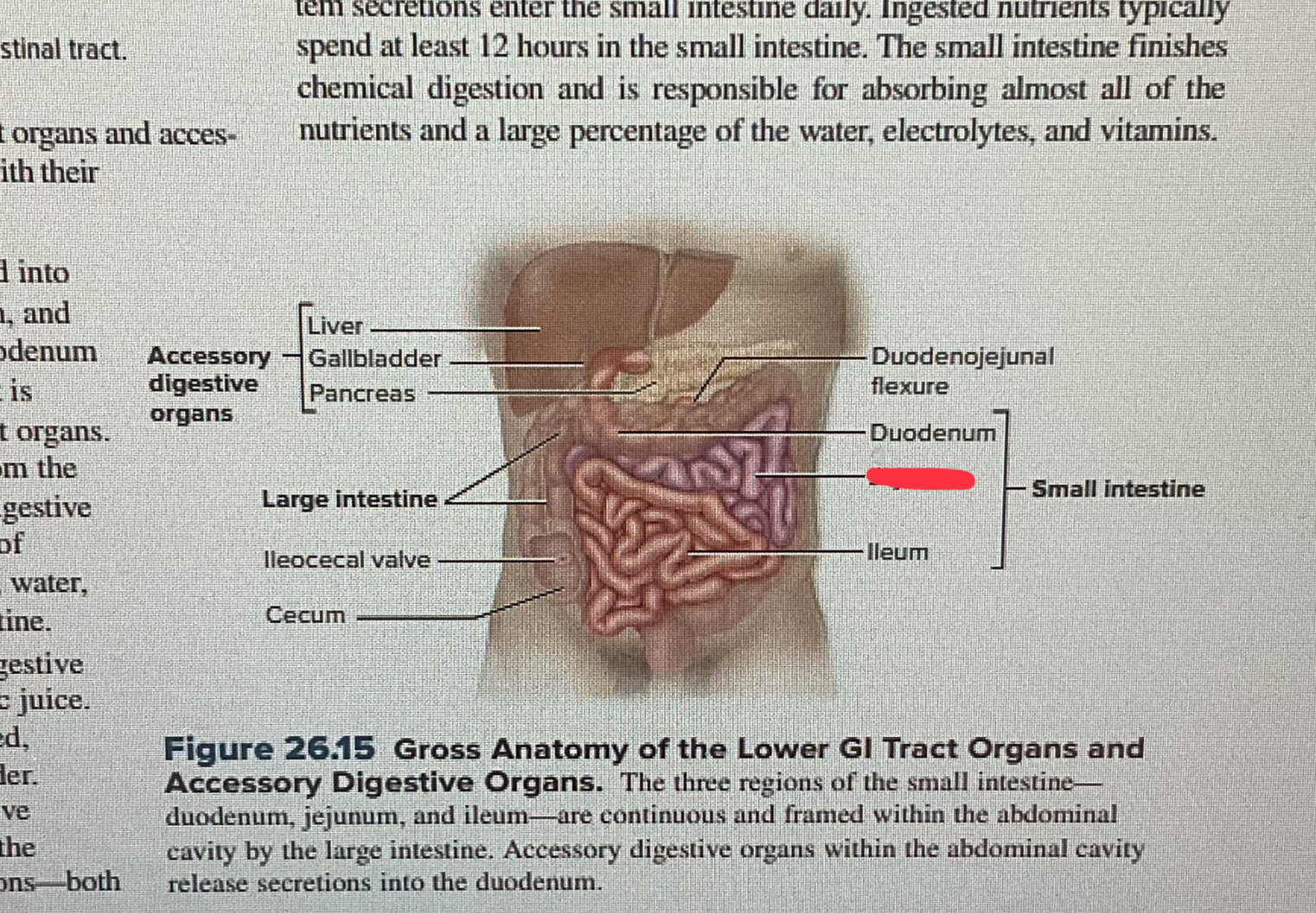 knowt flashcard image