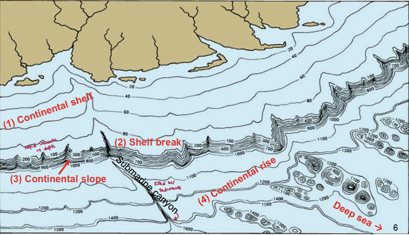 <ol><li><p>continental shelf: shallow, around 130-140 m in depth; submerged margins of the actual continent at the edge of the continent; covers around 18% of the land surface with a width on average of about 65 km (due to tectonics this varies a lot, with larger withs being associated with being further from divergent zones of plates and increase in the northern hemisphere); sea level fluctuation changes the continental shelf, when glaciers melted, the water level dropped</p><ul><li><p>the continental shelf houses some of the most productive areas in the world due to phytoplankton needing light and nutrients and the continental shelf is an area that can be mixed by storms</p></li></ul></li><li><p>shelf break: around 140 meters</p><ul><li><p>can have a submarine canyon associated with it filled with sediments</p></li></ul></li><li><p>continental slope: rapid increase in depth</p></li><li><p>continental rise: has a layer of sediments with varying thickness (may be a trench)</p></li></ol><p></p>