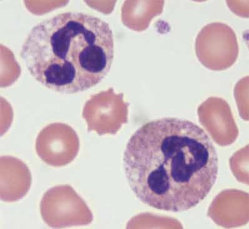 \-60-70% \n -3-5 lobed nucleus \n -Fight bacterial infections \n -Purple nucleus