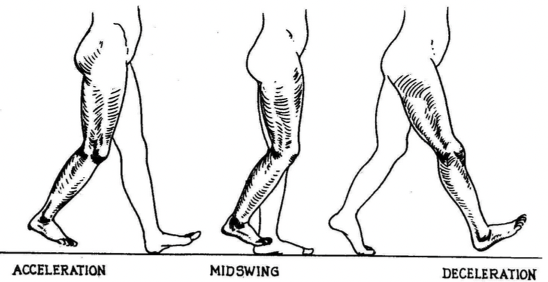 <p>40% of normal cycle = acceleration, mid-swing, deceleration </p>