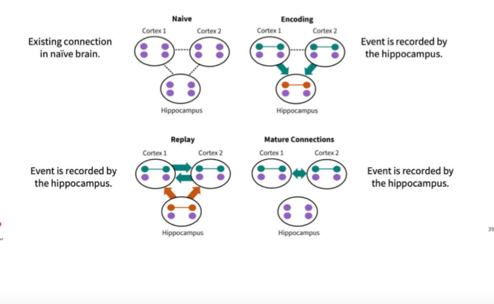 <p><strong>Hippocampal Replay:</strong></p><ul><li><p>A sequence of brain activity is repeated (or replayed) after initial encoding of an event.</p></li><li><p>Replay is typically faster than the first encoding but maintains temporal order.</p></li><li><p>Some believe this replay is essential for systems consolidation.</p></li></ul><p></p>