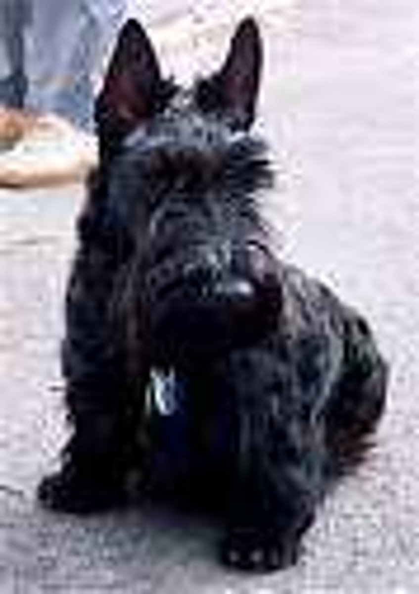 <p>Adult Scottish Terriers can have high ALP (up to 4-5x) without corresponding abnormal liver histopathology, though some may have vacuolar hepatopathy.</p>
