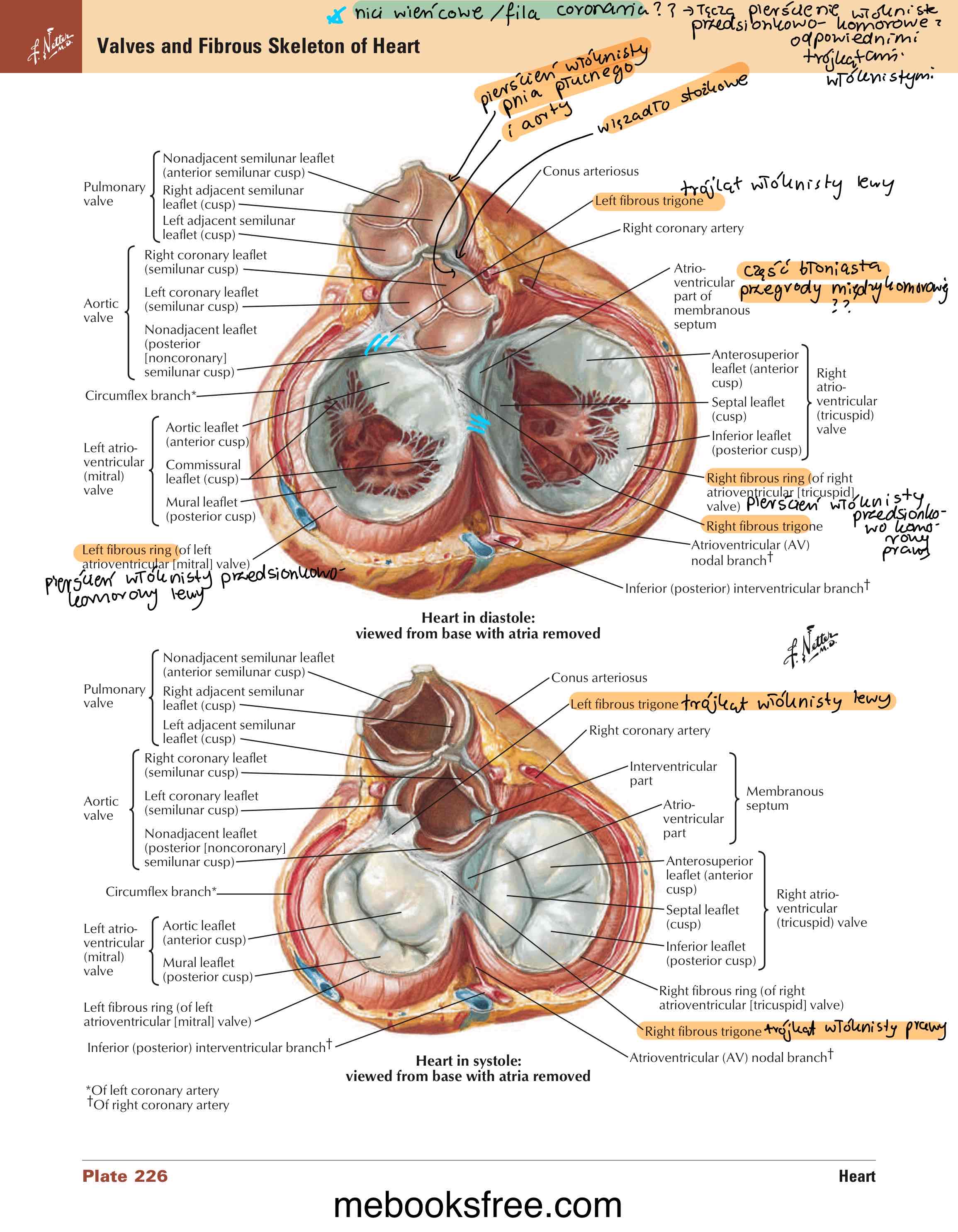<ul><li><p>1/6 górne przegrody międzykomorowej</p></li><li><p>odchodzi od miejsca połączenia pierścienia włóknistego aorty i pierścienia włóknistego przedsionkowo-komorowego prawego</p></li><li><p>łączy się z częścią mięśniową przegrody</p></li></ul>