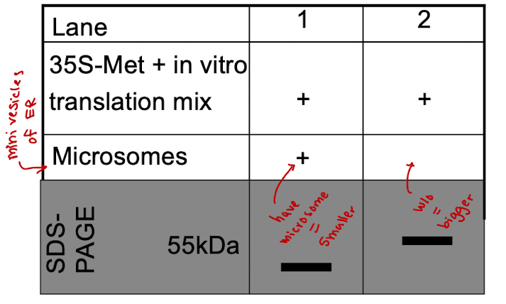 <p>B. The protein in lane 2 has a signal peptide</p>