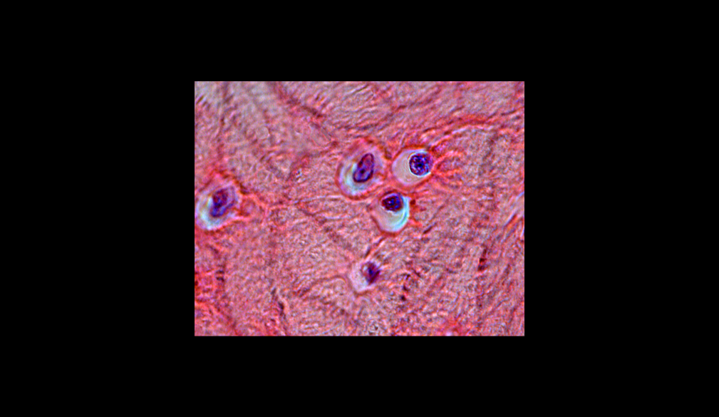 <p>What tissue is shown</p>