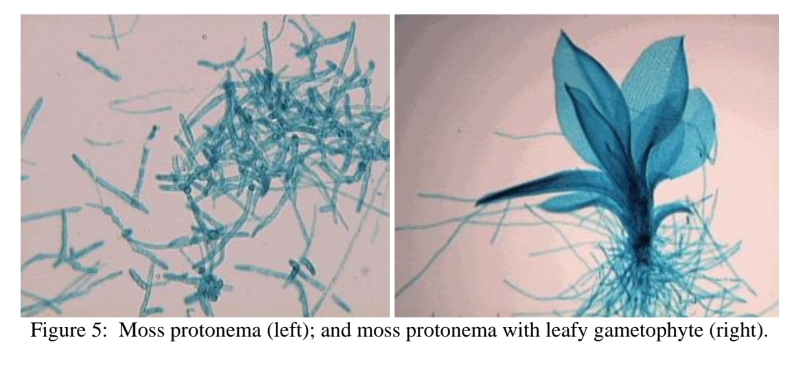 <p>Reproduction in Phylum Bryophyta - Protonema</p>