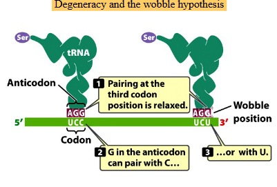<ol><li><p>Pairing at the third codon position is relaxed<br>The first two bases pair normally, but the third can “wobble.”</p></li><li><p>G in the anticodon can pair with C or U<br></p></li></ol><ul><li><p>That’s why one tRNA can read multiple codons for the same amino acid.</p></li></ul><p></p>