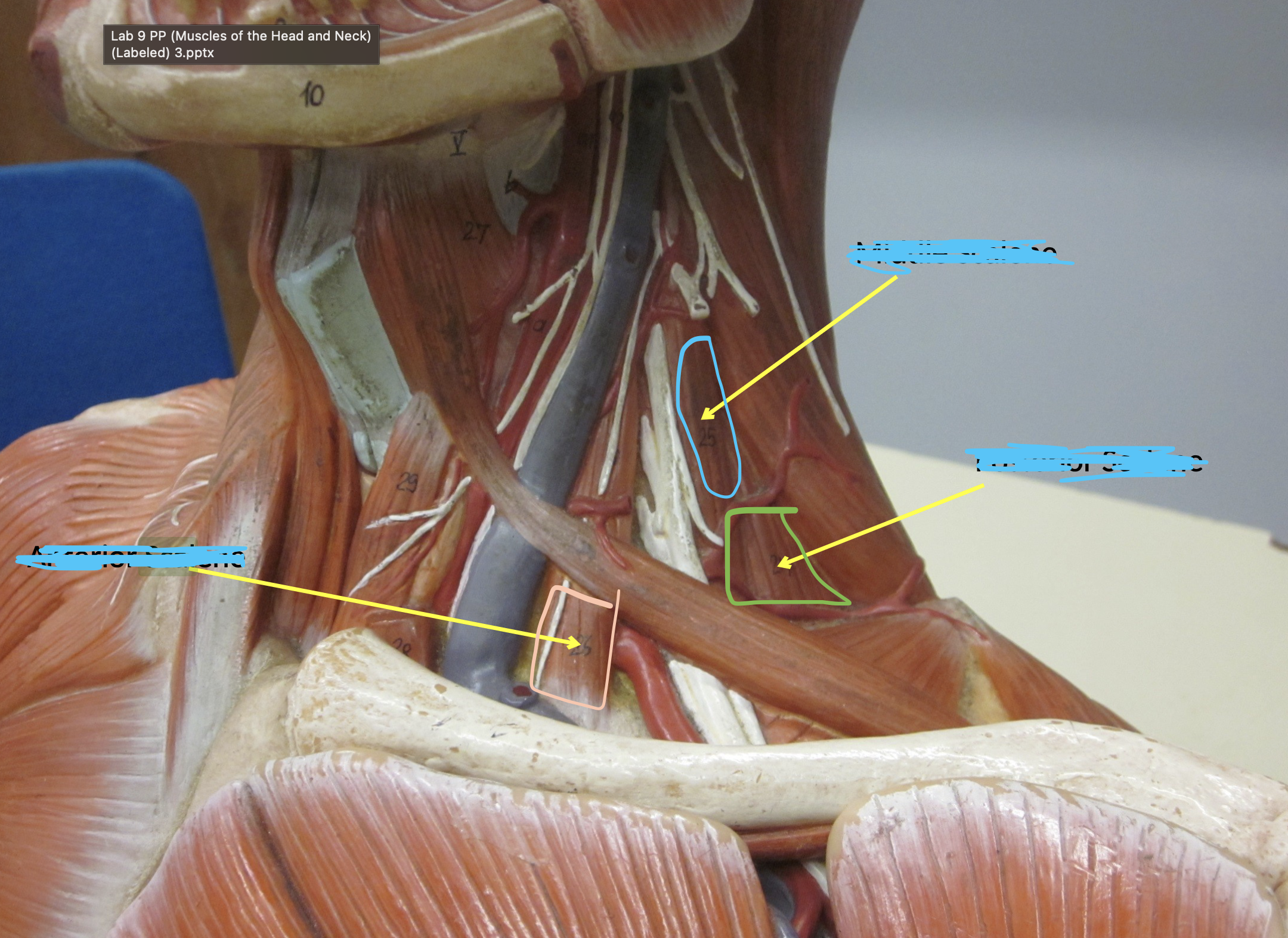 <p>Which muscle in green</p>