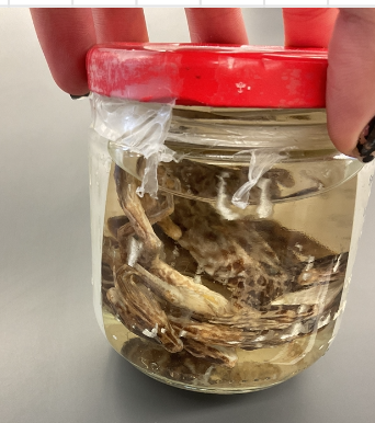 <p>Lithoabtes septentrionalis</p><p>Mink frog</p><p>Not at risk</p><p>Family Ranidae</p><p>White and yellow bellies</p><p>Green and brown colours</p><p>Dark blotches over rear legs</p><p>Dorsal ridges extends to over half the length of body</p><p>Have a musk odour when disturbed</p>