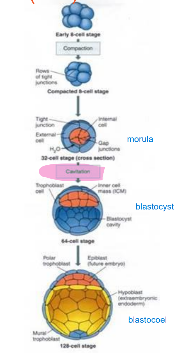 <ul><li><p>cellular division creates morula</p></li><li><p>cavitation occurs due to sodium being pumped actively into central area</p></li><li><p>osmotic pressure (osmotic pressure imbalance) causes the cavity within the blastocyst to expand and form blastocoel &gt; migration </p></li></ul>