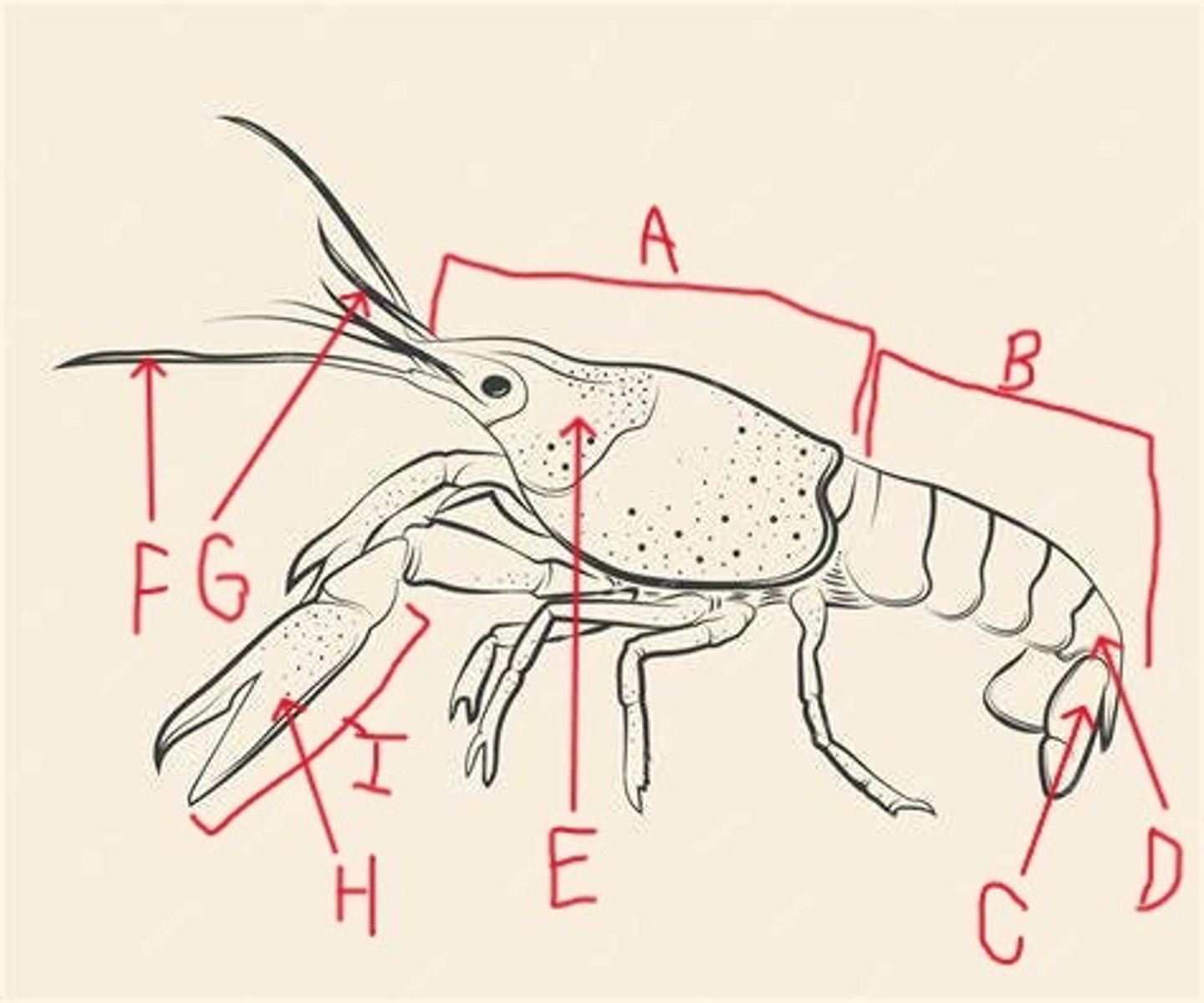 <p>What Phylum, Subphylum, Class, and Order is this animal in? What is its common name?</p><p>What is A-I pointing to?</p>