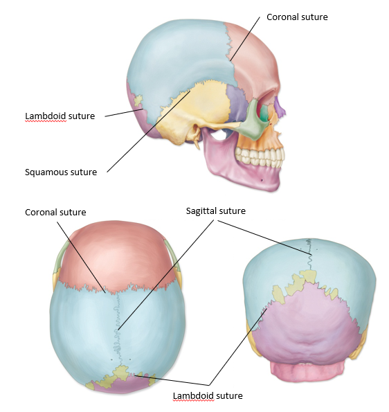 <p>-extends laterally across the superior surface along the coronal plane</p><p>-articulation between frontal and parietal bones</p>