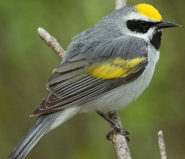 <p>What bird is this? </p>