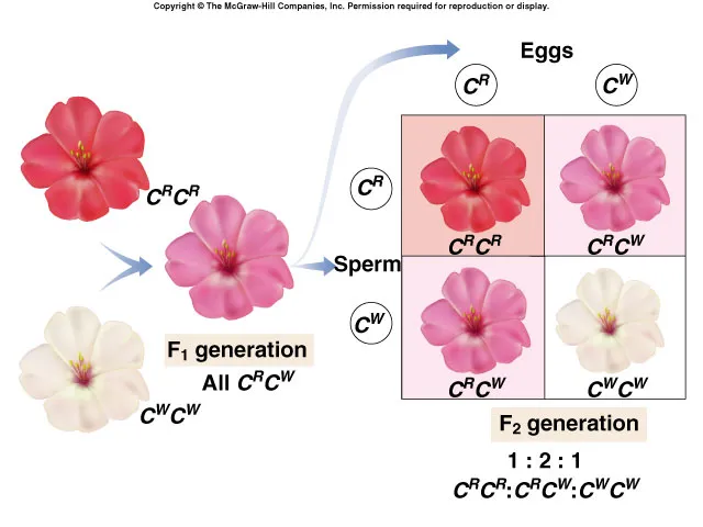 <p>when the phenotype is a blend of two alleles</p>