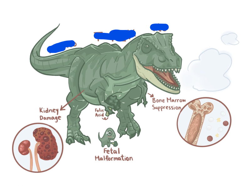 <p>adverse effects of __:<span> <br>– Bone Marrow Suppression (limiting dose), Fetal Malformation, Kidney Damage </span><em><span>(minimize by hydrating and alkylating urine) <br></span></em><span>– </span><em><span>Pulmonary infiltrates and fibrosis, oral and GI ulceration, N&V</span></em></p>
