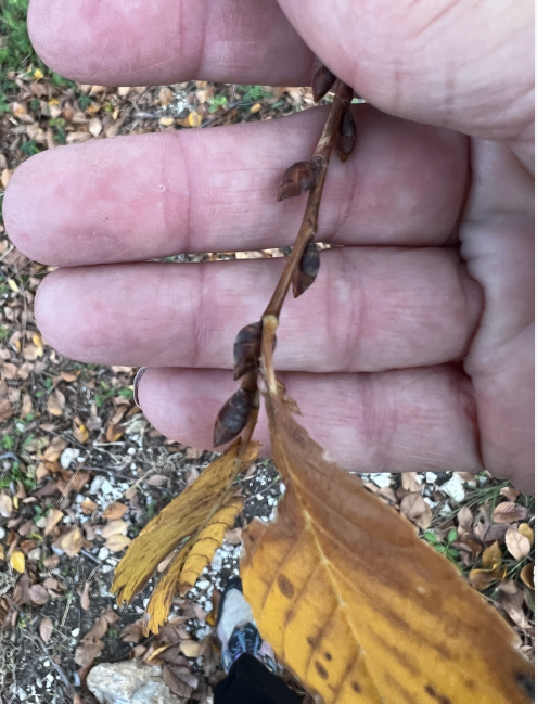 <p><em>Ulmus americana</em></p><p>Ulmaceae</p>