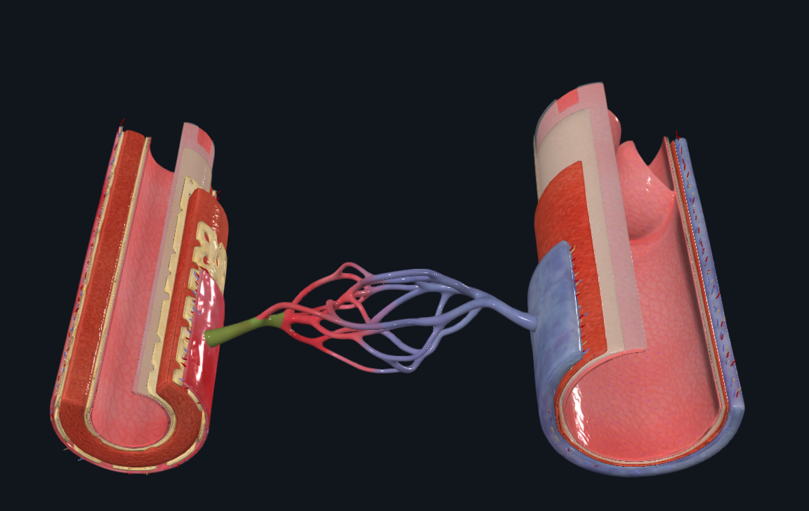<p>Rama terminal más delgada de una arteria</p><ul><li><p>Conduce sangre hacia los capilares</p></li><li><p>Último segmento arterial antes del lecho capilar</p></li></ul><p></p>