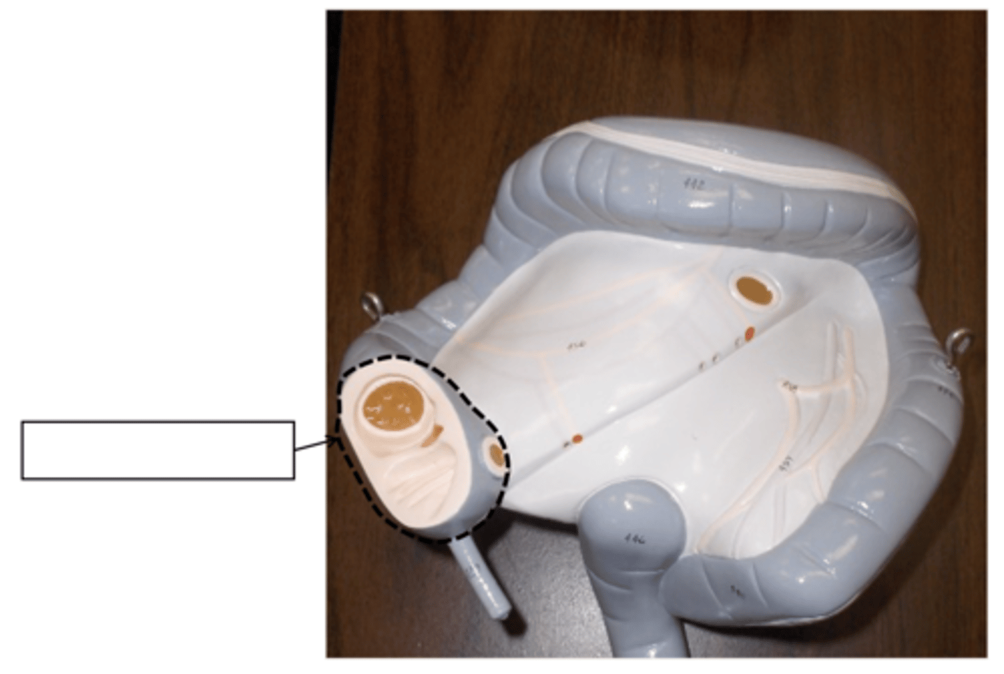 knowt flashcard image